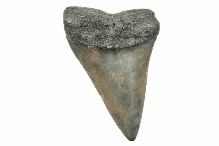 Fossil Broad-Toothed Mako Tooth - South Carolina #214543